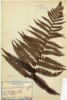 藏品(頂囊擬鱗毛蕨)的圖片